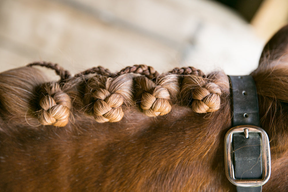 Close-up of a horse's braided mane