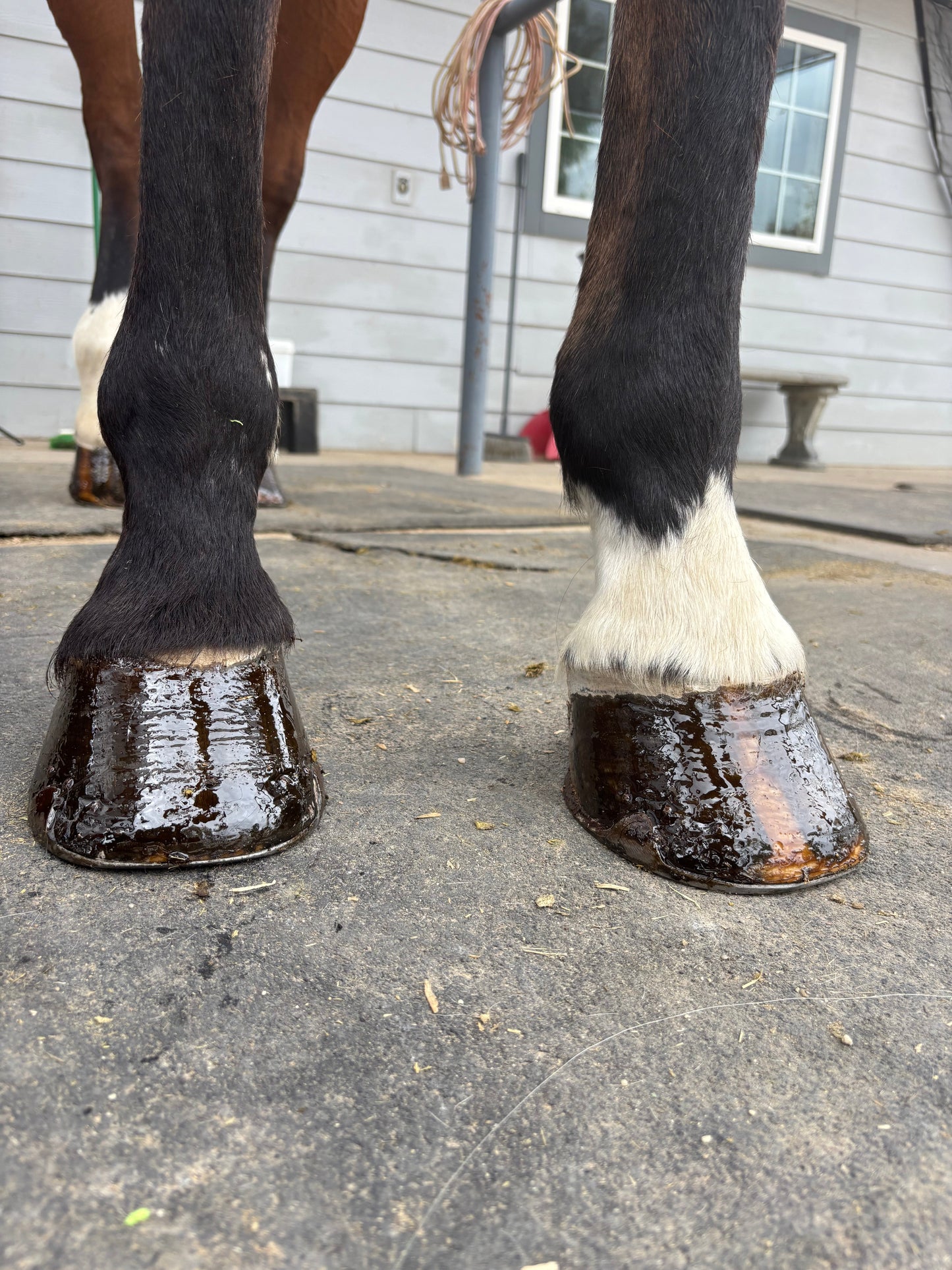 Horspa Hoof Paste with applicator