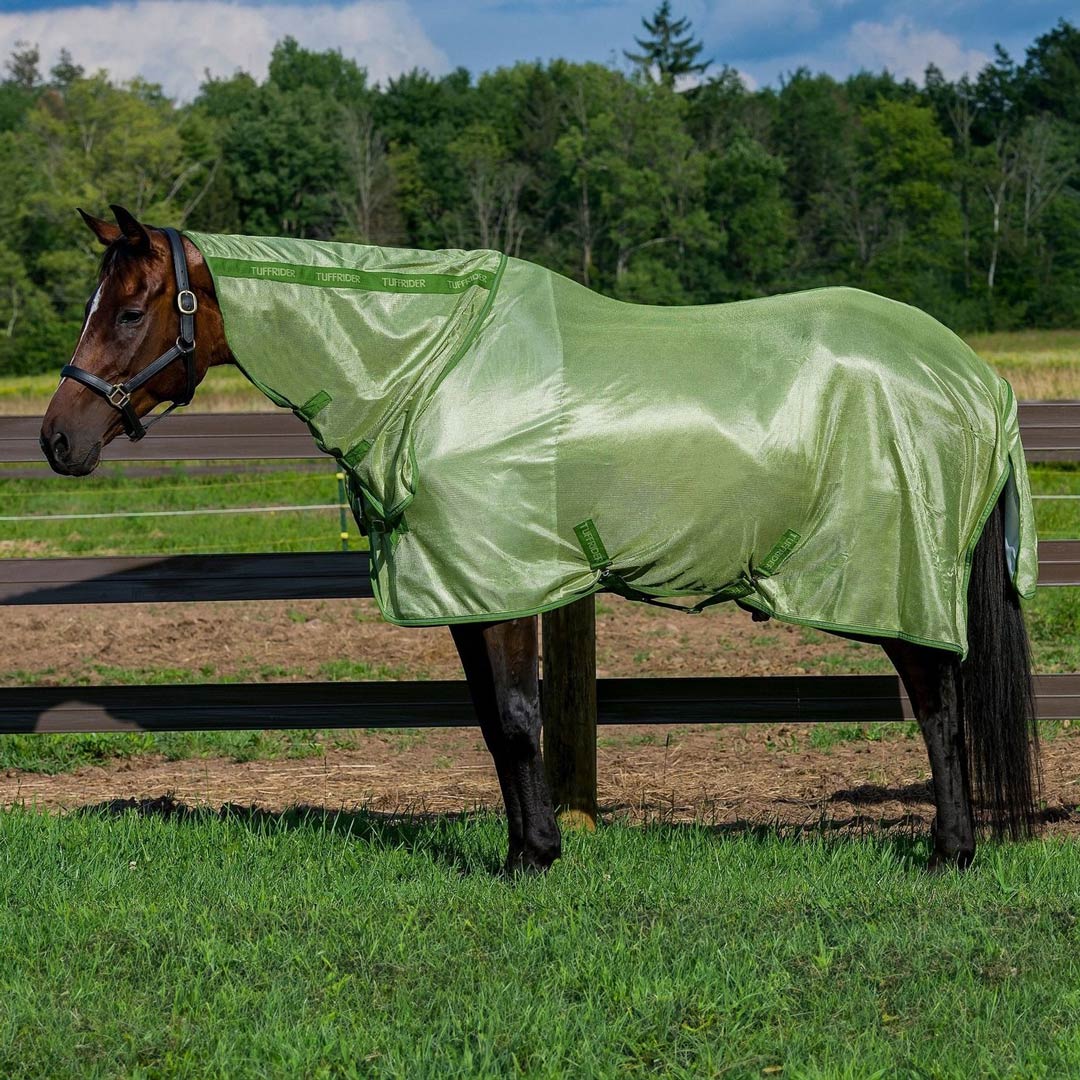 Horse wearing a green fly sheet in an outdoor setting with trees and a fence.