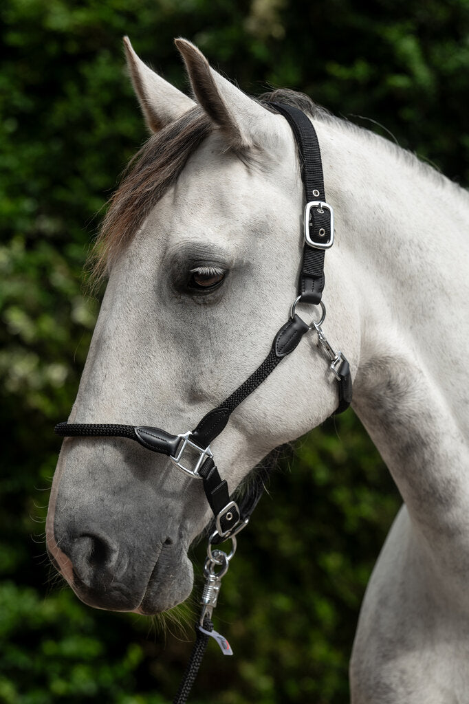 White horse with a black bridle against a green foliage background