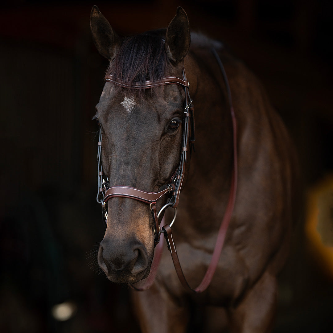 brown leather bridle