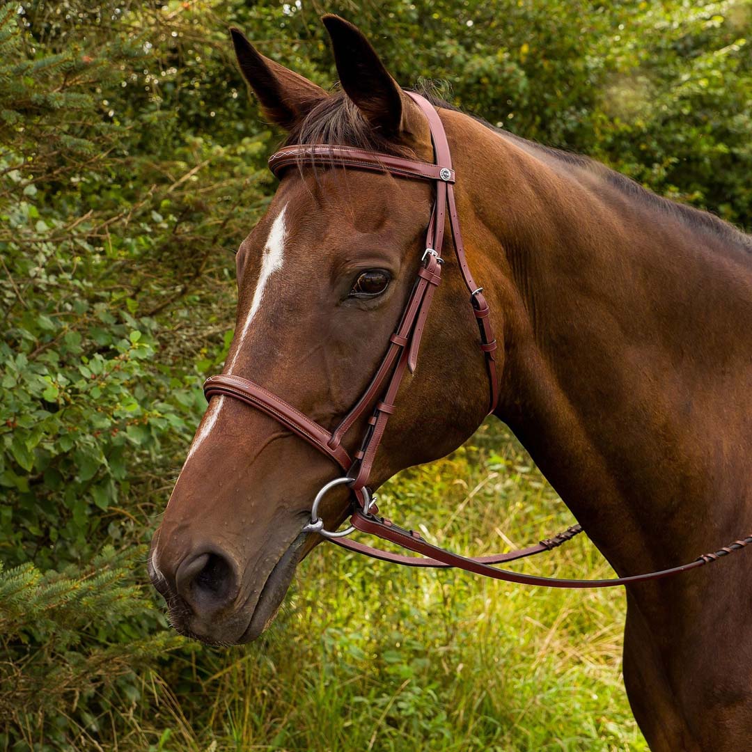 horse bridle