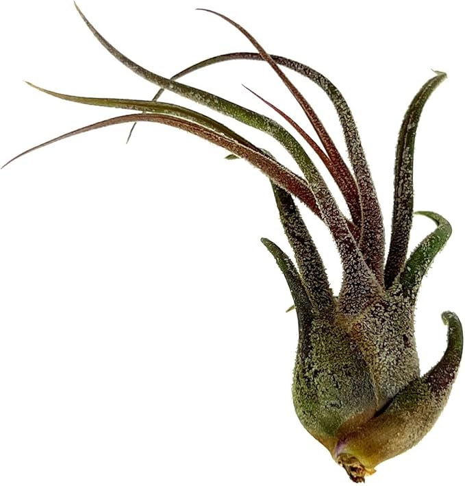 Air Plants - Tillandsia Pruinosa, Large 3-5" - 2ct - Live Arrival Guaranteed - House Plants for Home Decor & Gift