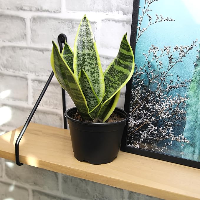 Essential Houseplant Collection (4PK) Live Plants Indoor Plants Live Houseplants in Plant Pots, Easy House Plants Indoors Live, Snake Plant, Pothos in Potting Soil, Clean Air Plants by Plants for Pets