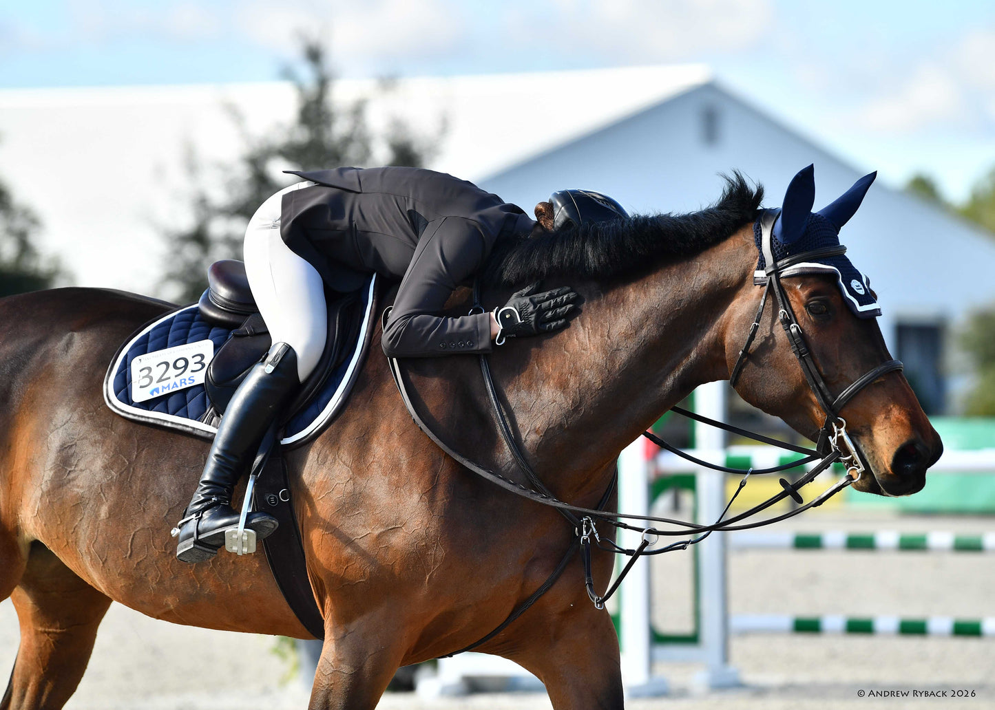 horse wearing ear bonnet