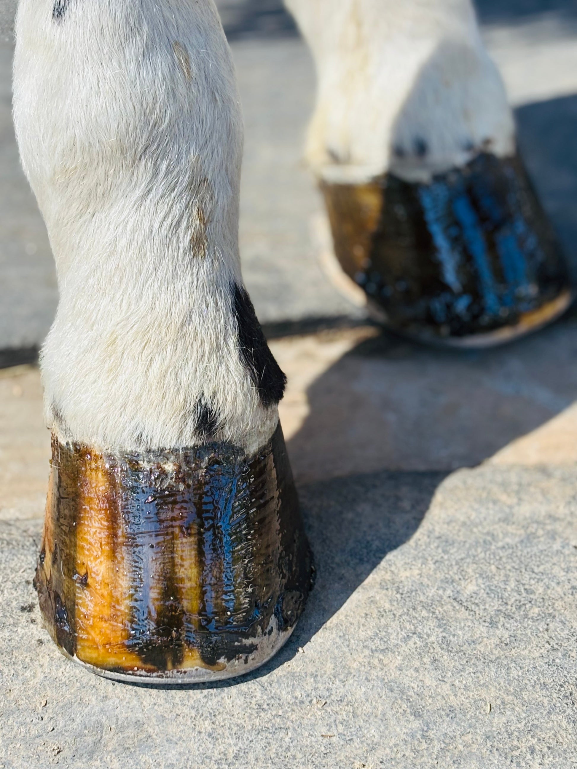 horse hoof 