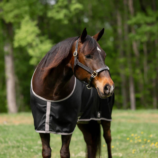 Horse wearing a black rug in a grassy field with trees in the background