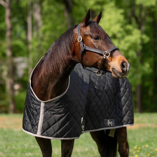 Horse wearing a black quilted blanket in a grassy field with trees in the background
