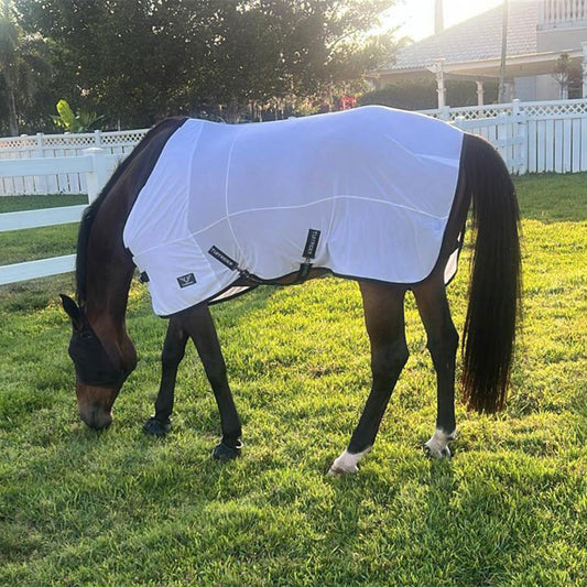 horse in white fly sheet