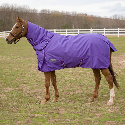 Horse wearing a purple blanket in an outdoor setting