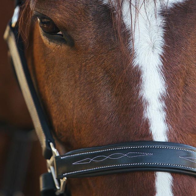 black leather horse bridle