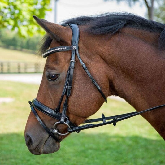 dressage bridle