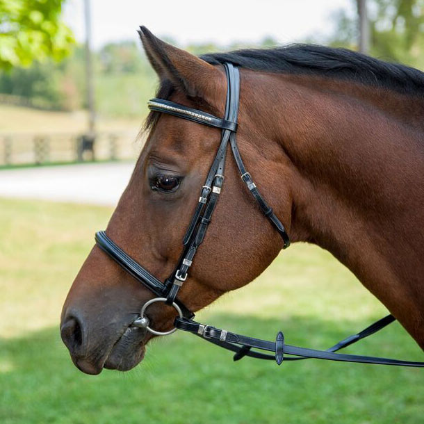 horse bridle