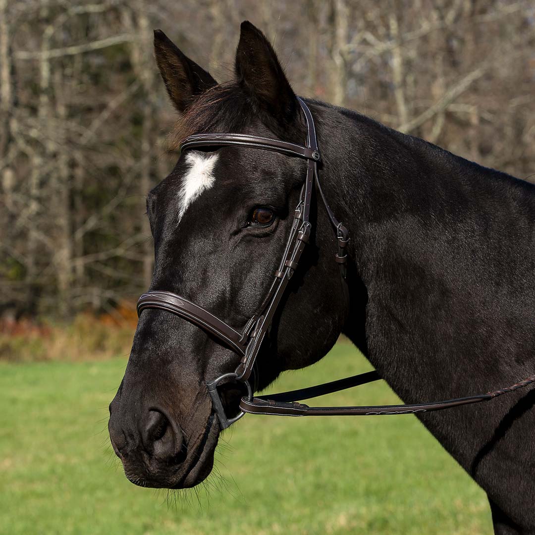 brown leather bridle