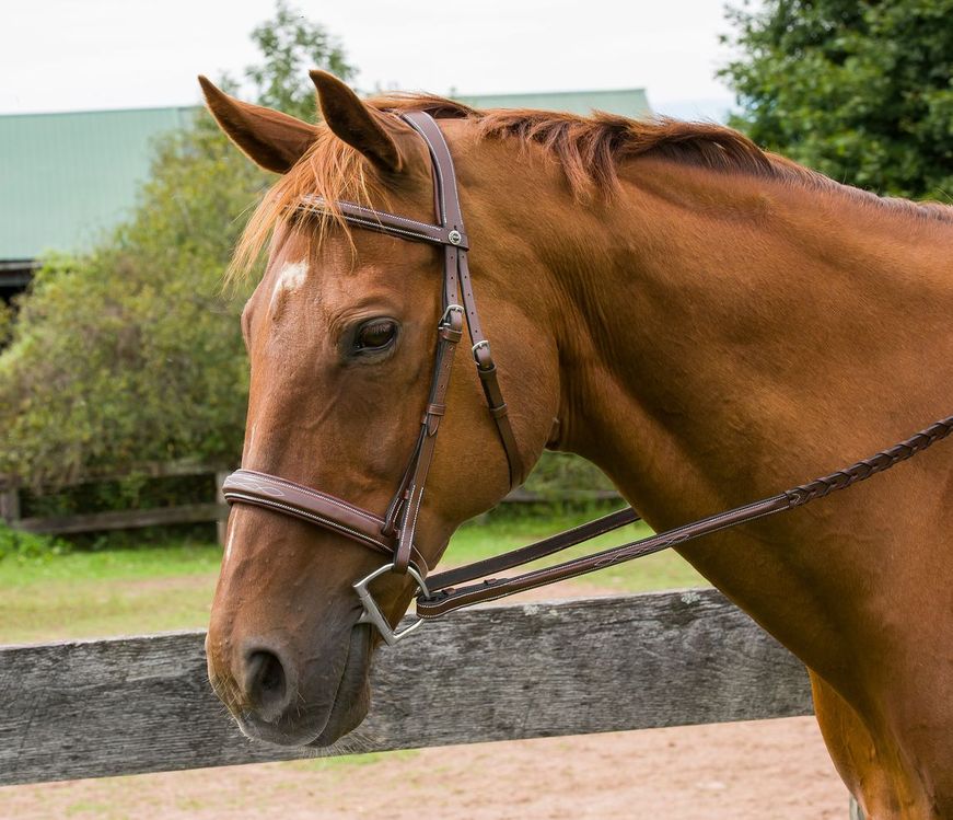 brown leather bridle