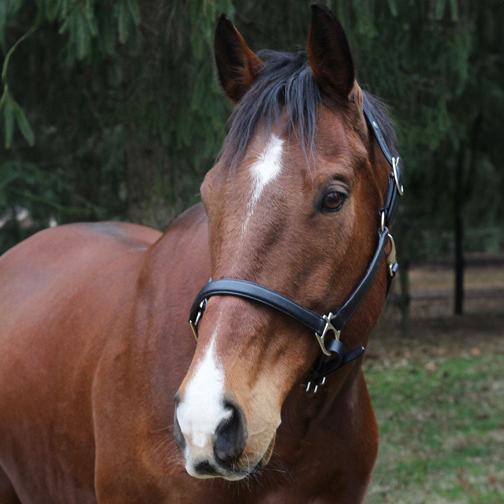 black horse halter