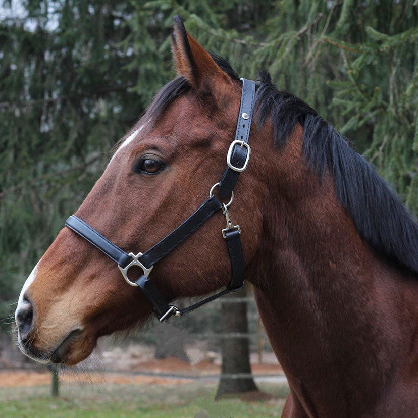 black horse halter
