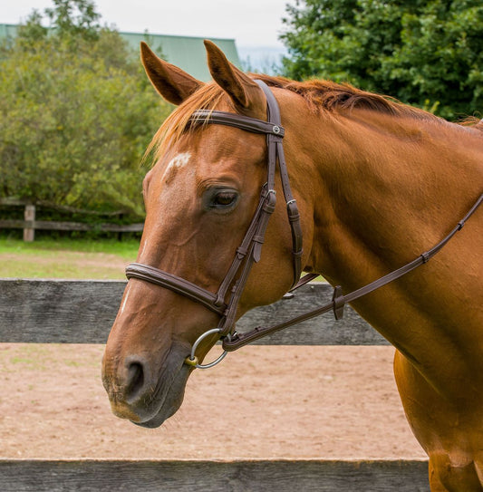 brown horse bridle