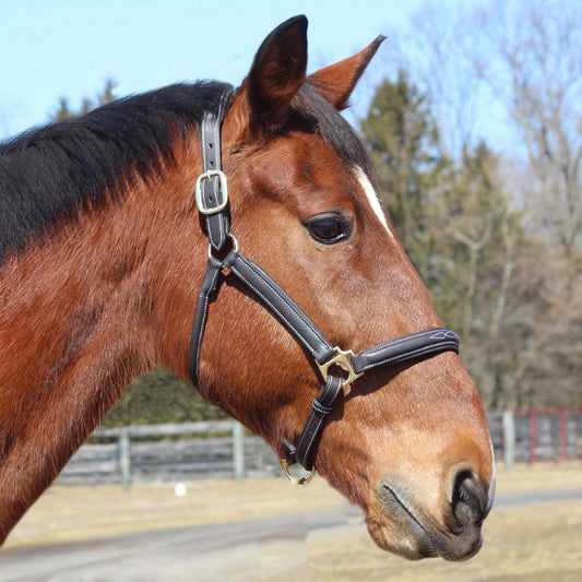 brown horse halter