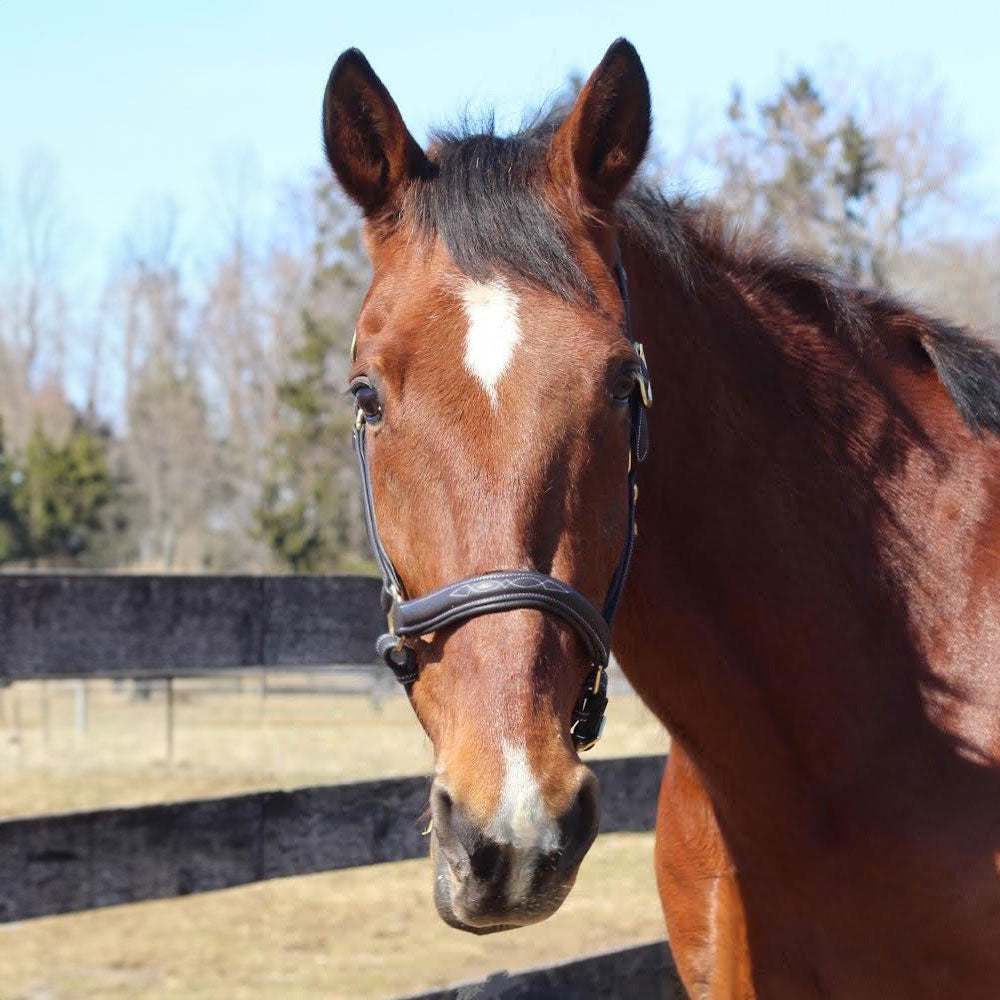 brown horse halter
