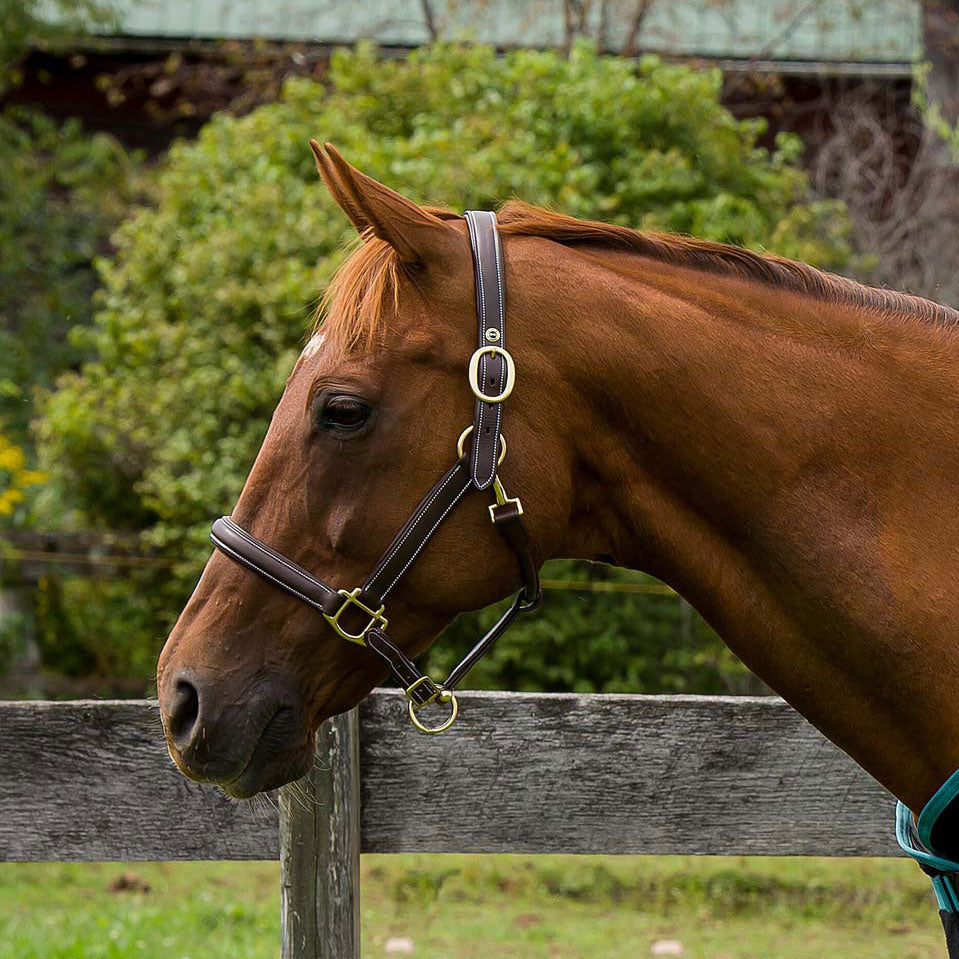 brown horse bridle
