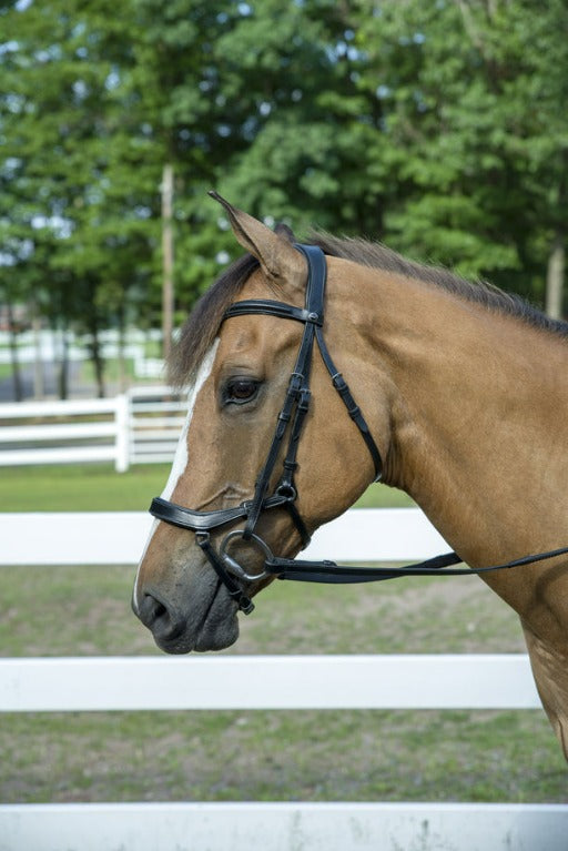 black leather bridle
