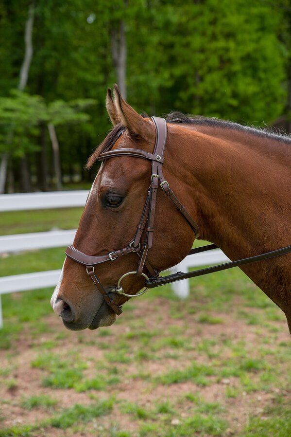 brown leather bridle