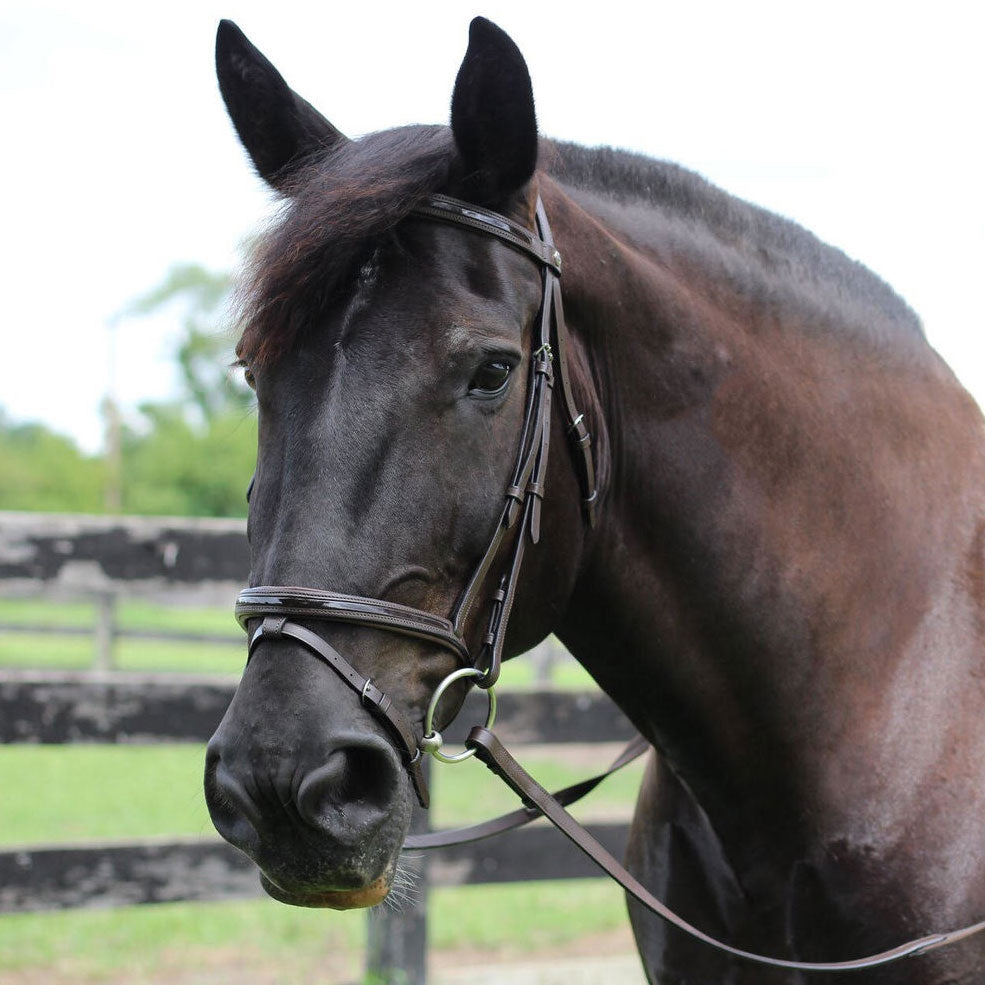 brown horse bridle