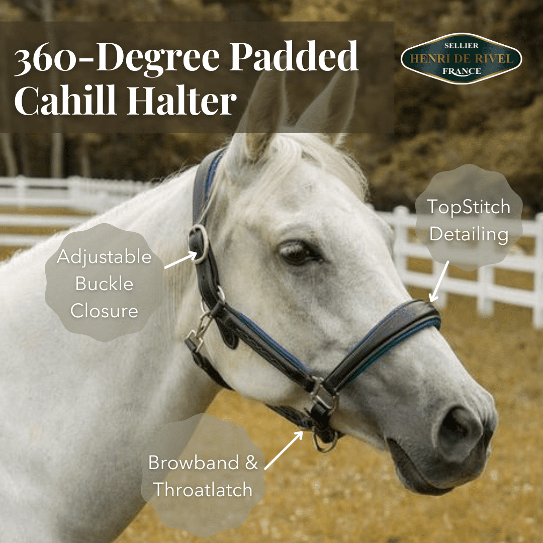 black horse halter
