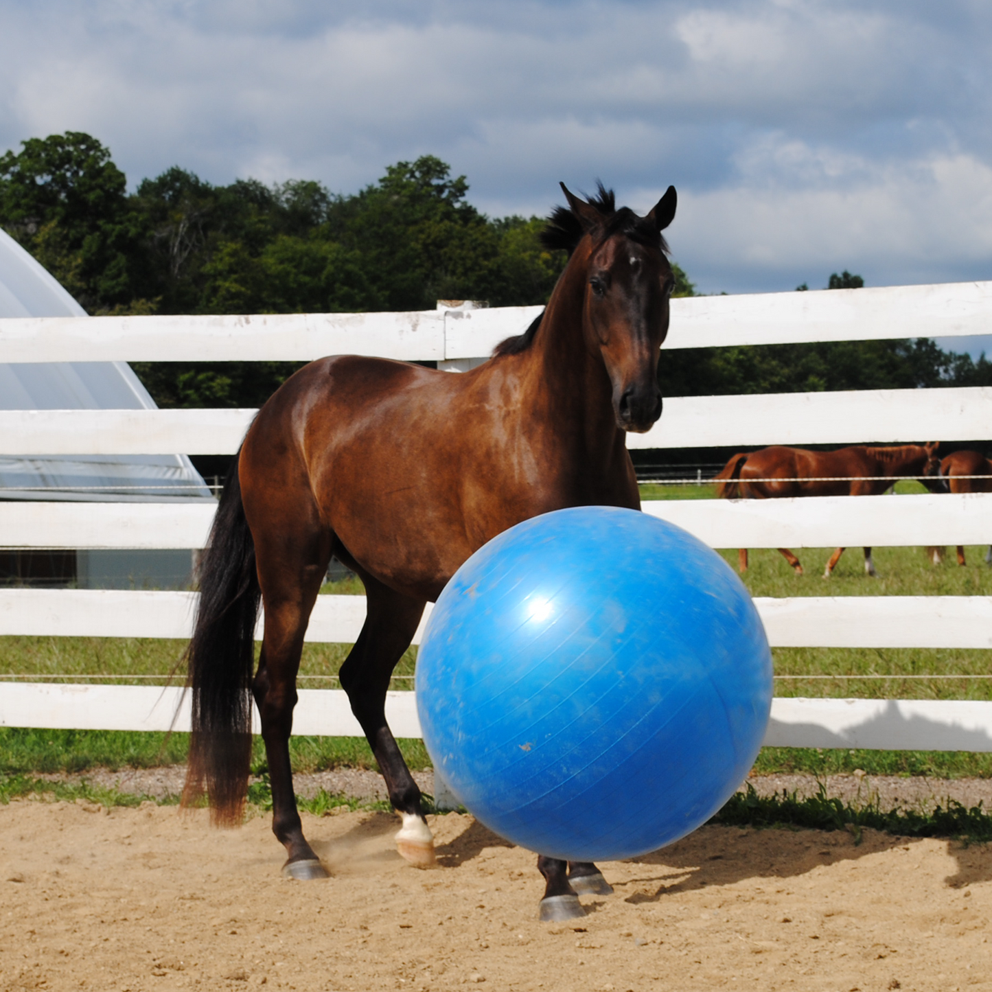 Horsemen's Pride Jolly Mega Ball