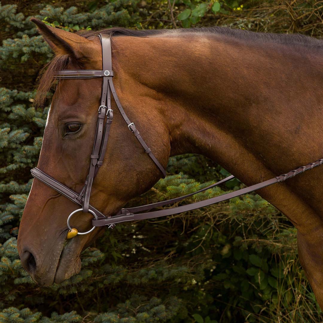 horse bridle