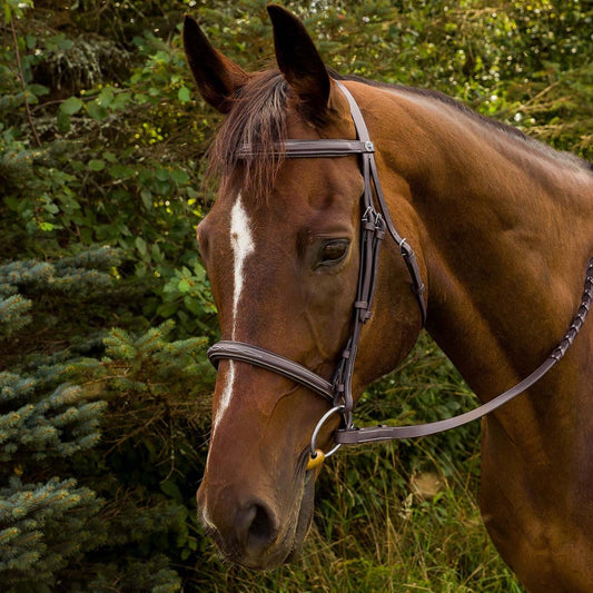 horse bridle