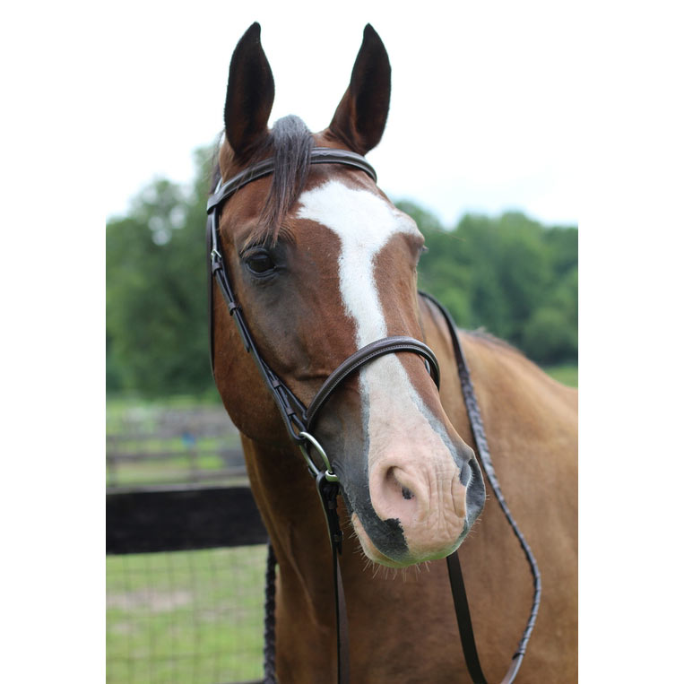 brown leather bridle