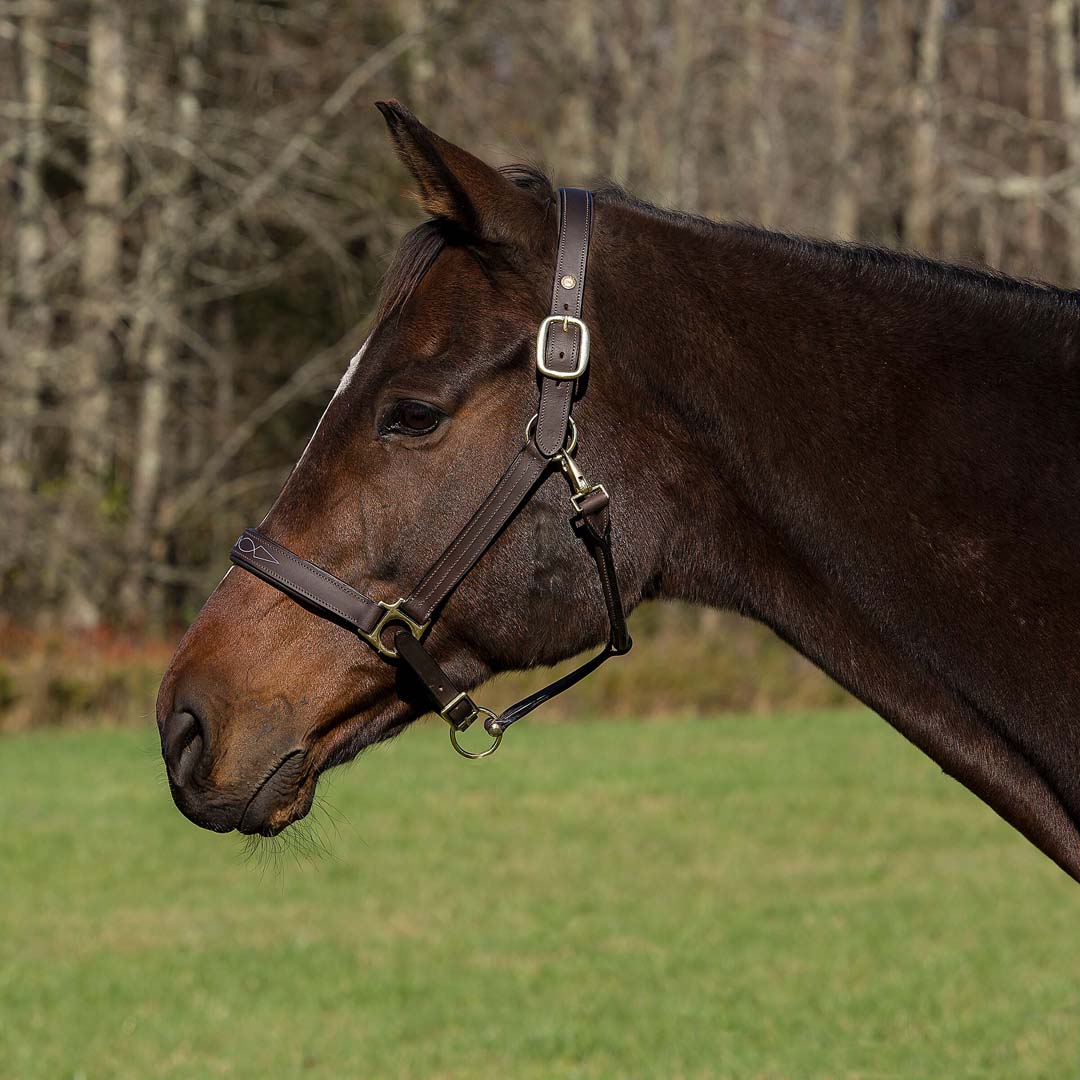 brown horse halter
