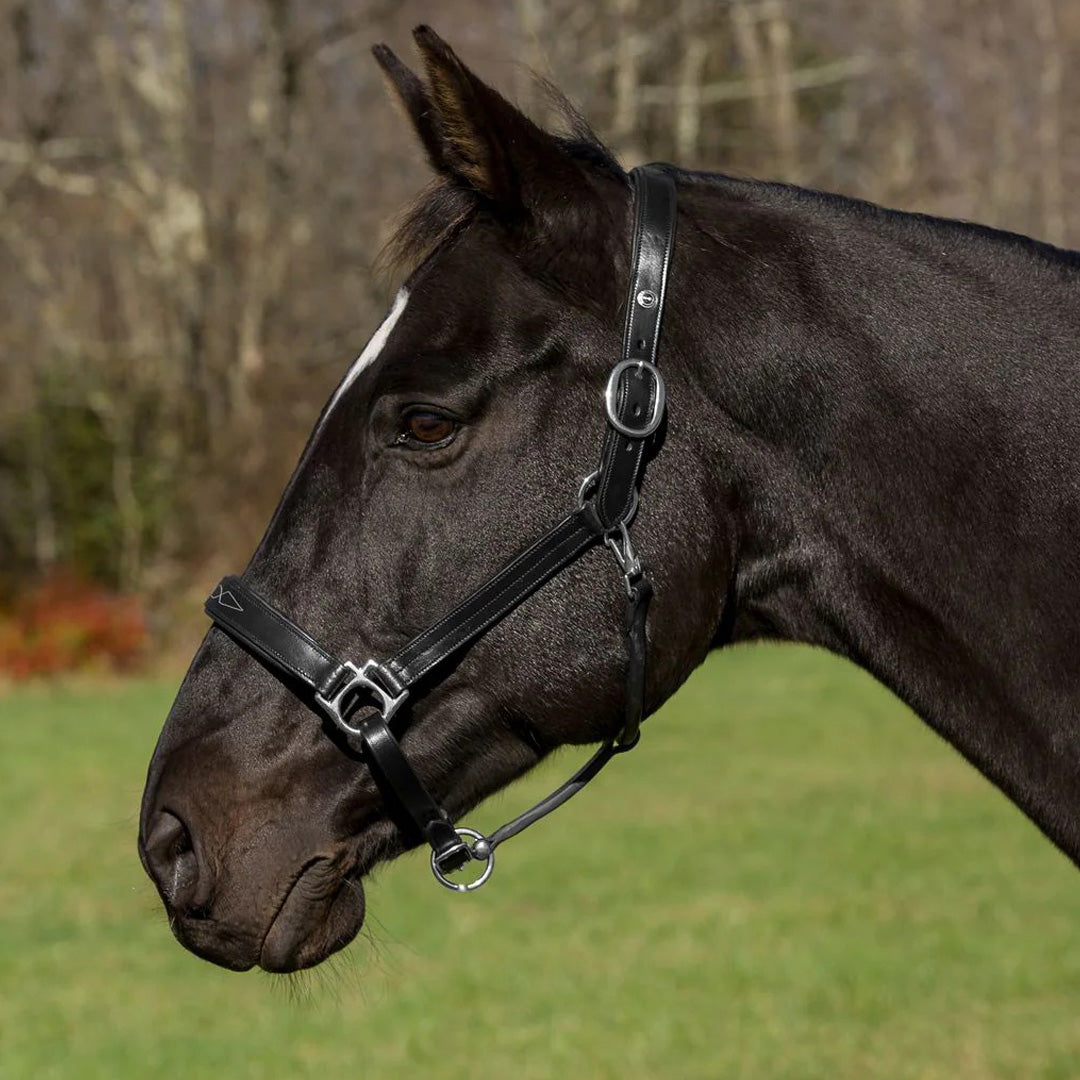 black horse halter