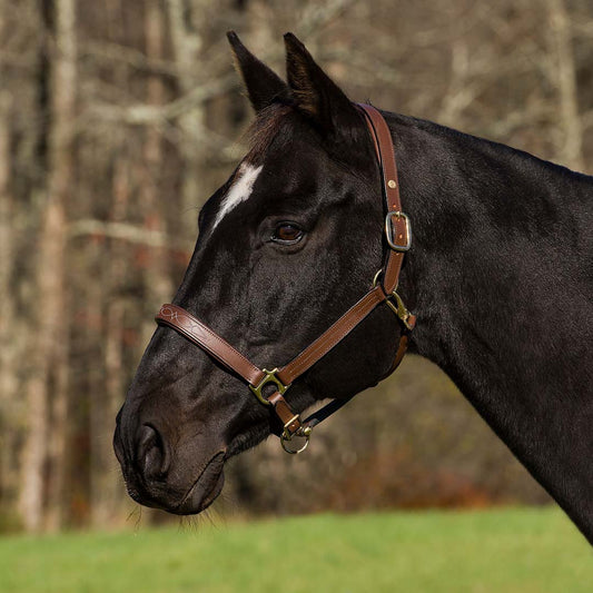 brown horse halter