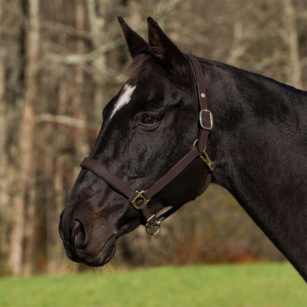 brown horse halter