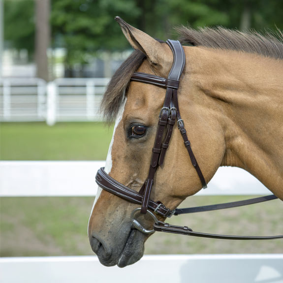 brown bridle