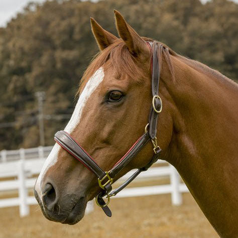 brown horse halter