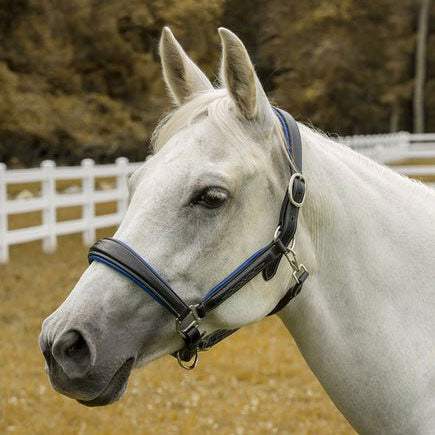 black horse halter