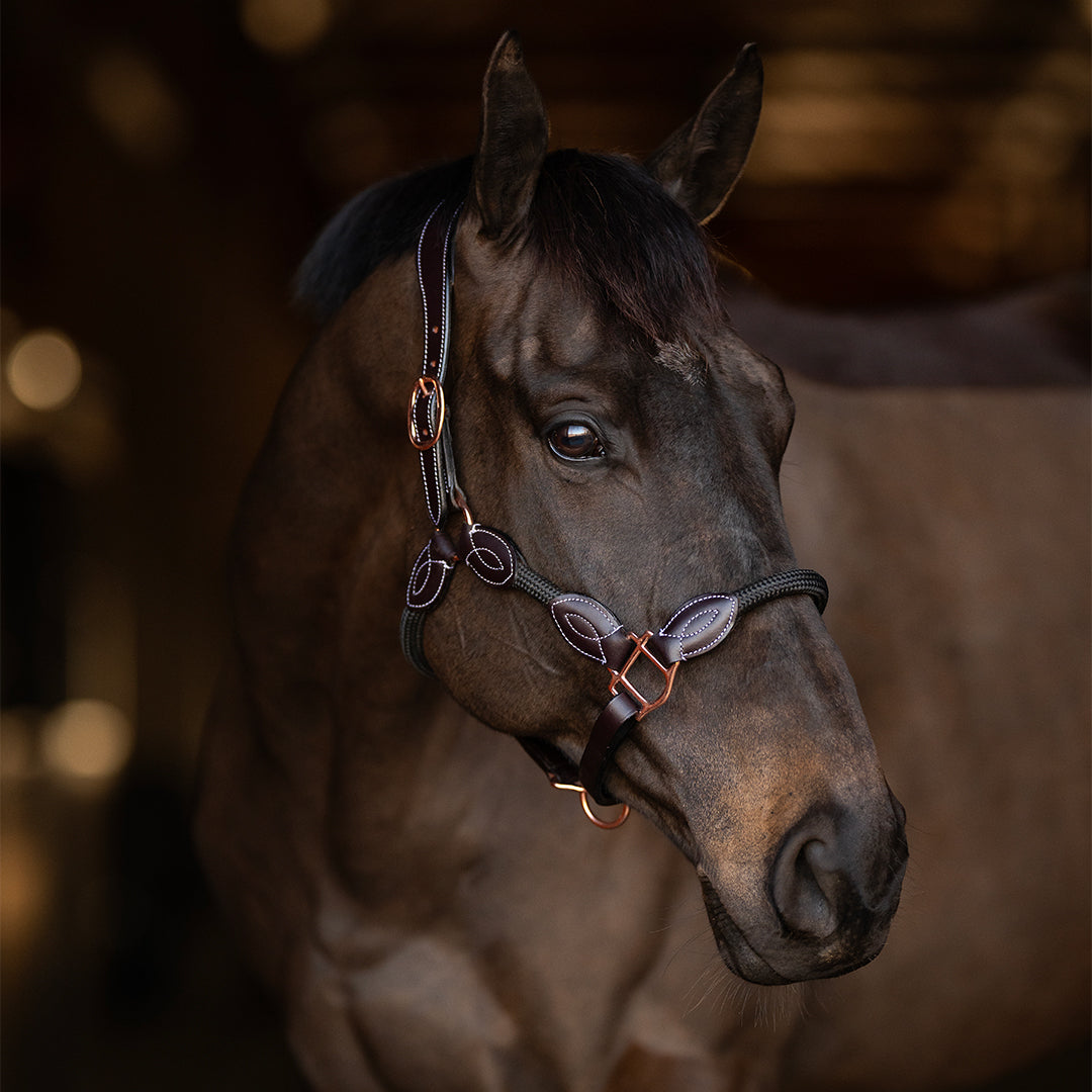 brown leather and black rope halter