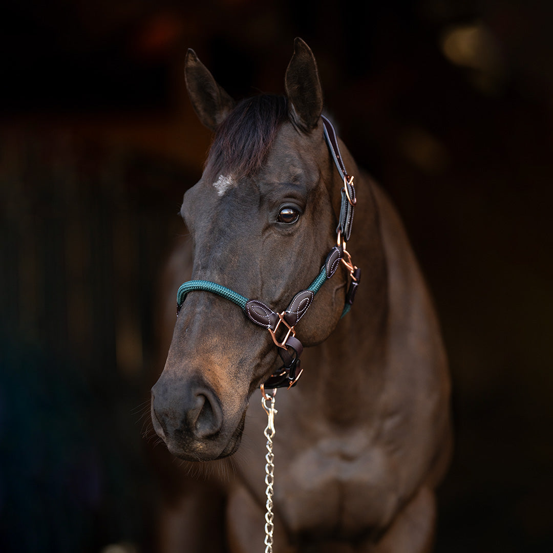 brown leather and green rope horse halter
