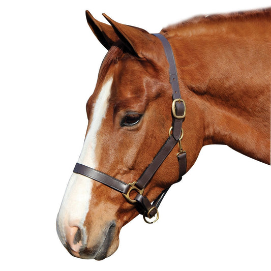 leather horse halter