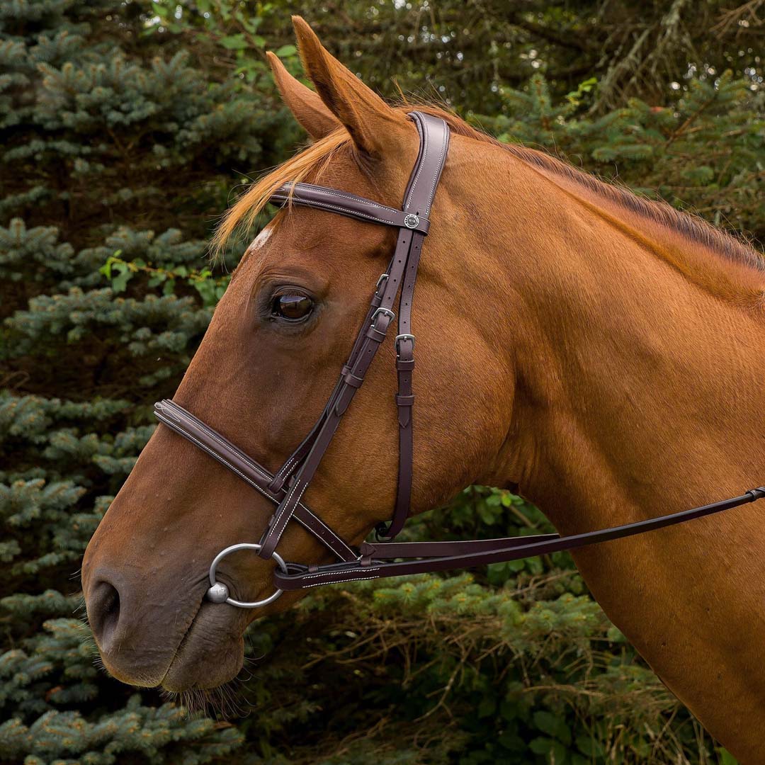 brown leather bridle