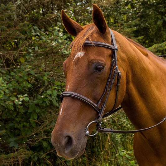 brown leather bridle