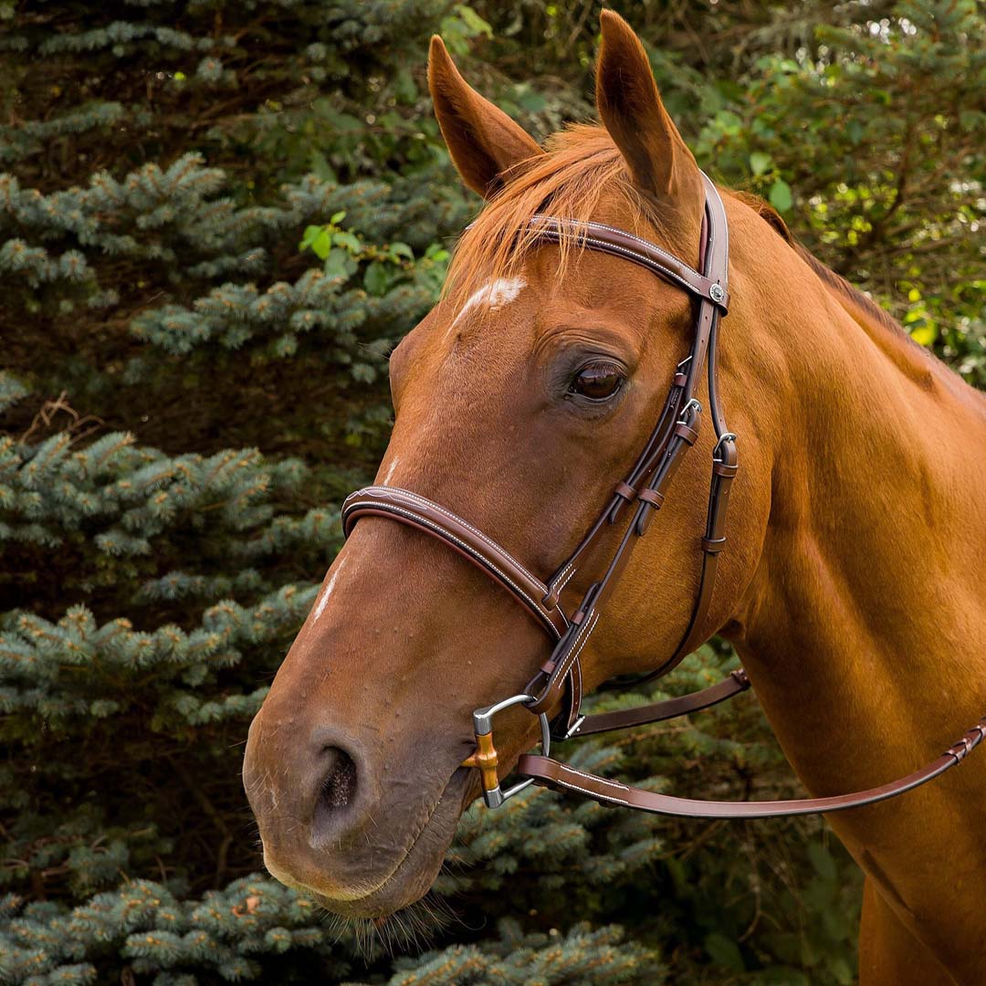 brown leather bridle