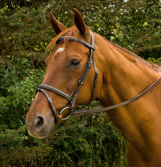 Brown horse wearing a bridle with a green foliage background