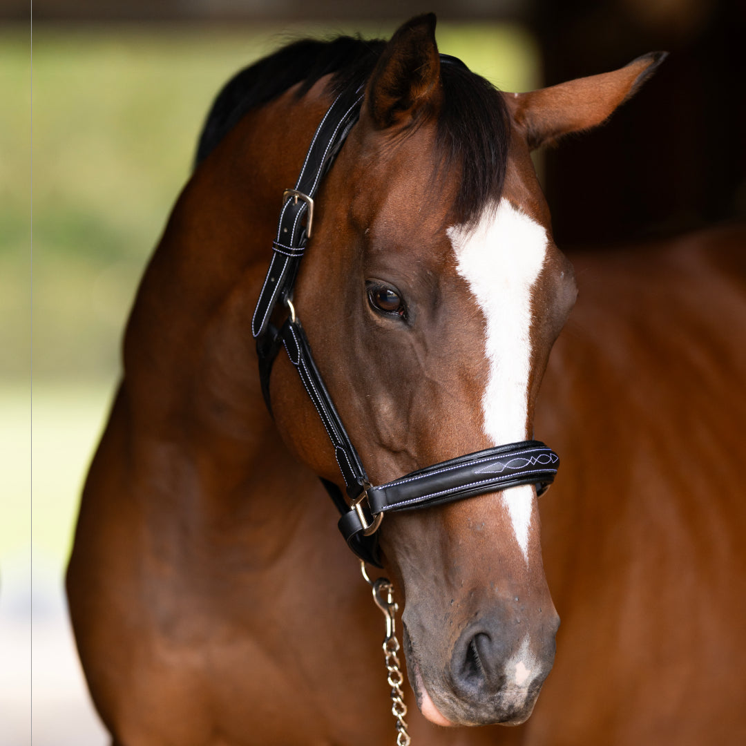 black leather halter