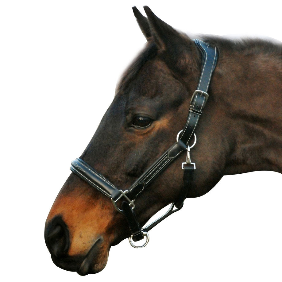 black leather halter