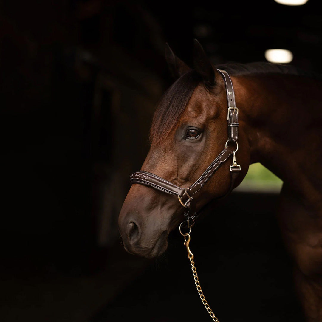 brown leather halter